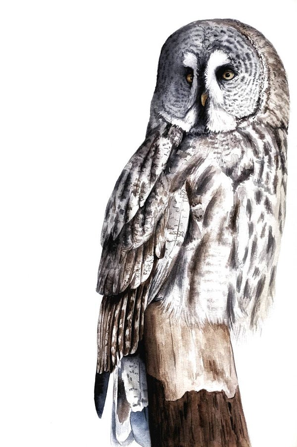 Laplanduil