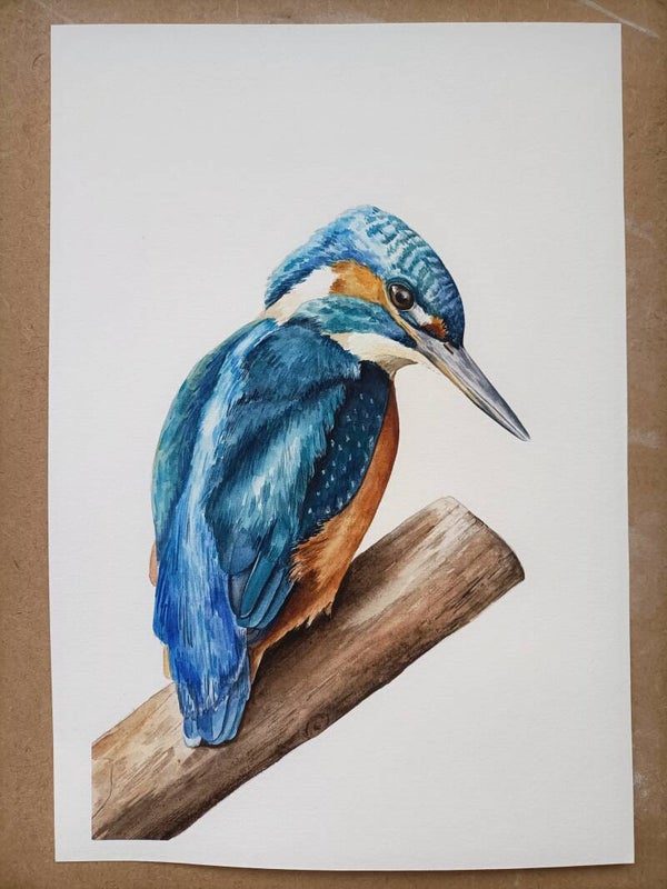 Concentratie - ijvogel