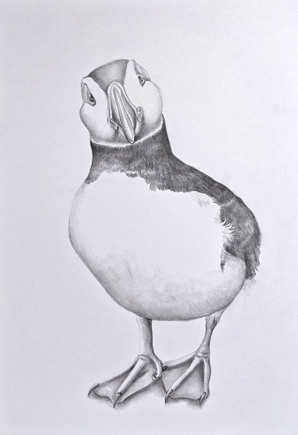 Eigenwijze papegaaiduiker - grafiet