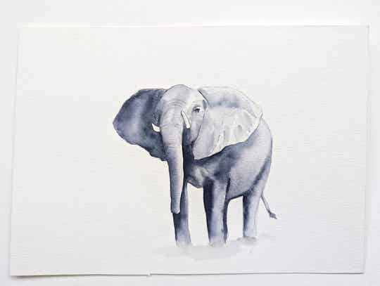 Brutaal - olifantenserie 275