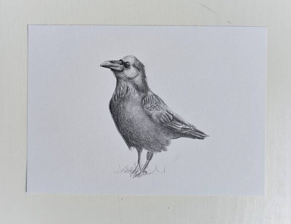 Kraai in grafiet