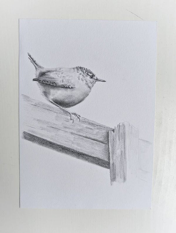 Winterkoninkje grafiet