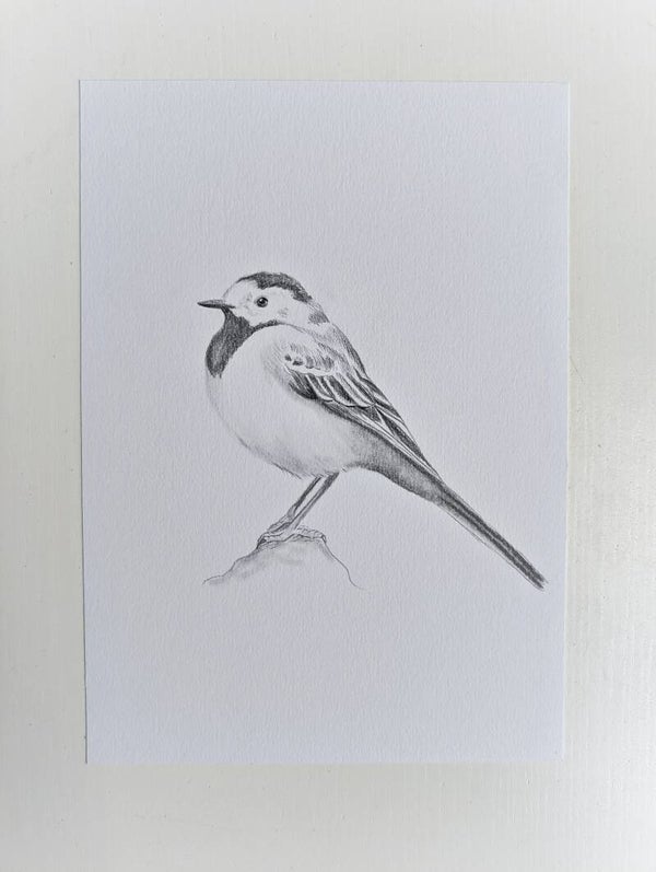 Kwikstaartje in grafiet