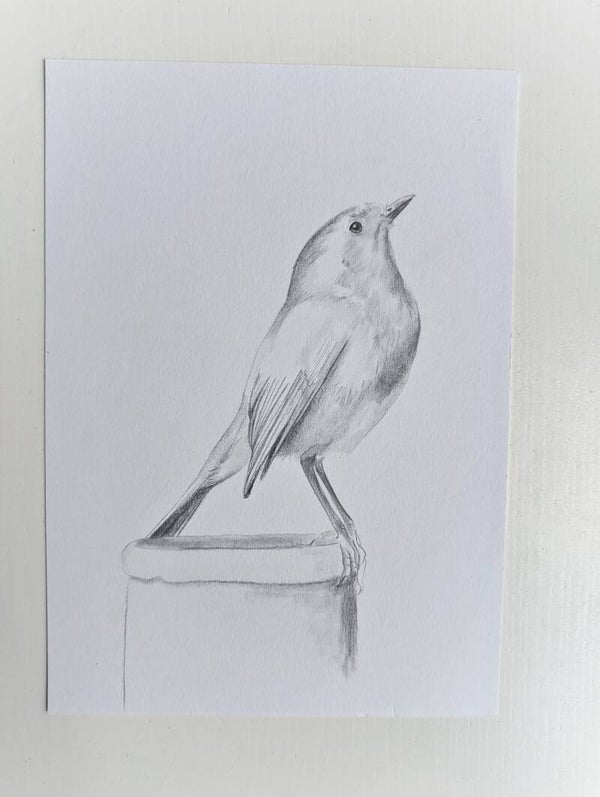 Roodborstje in grafiet