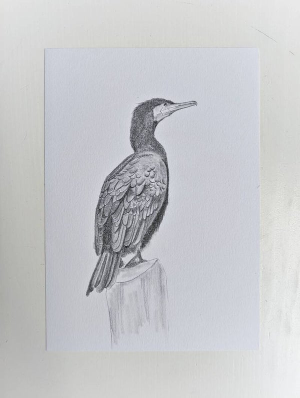 Aalscholver in grafiet