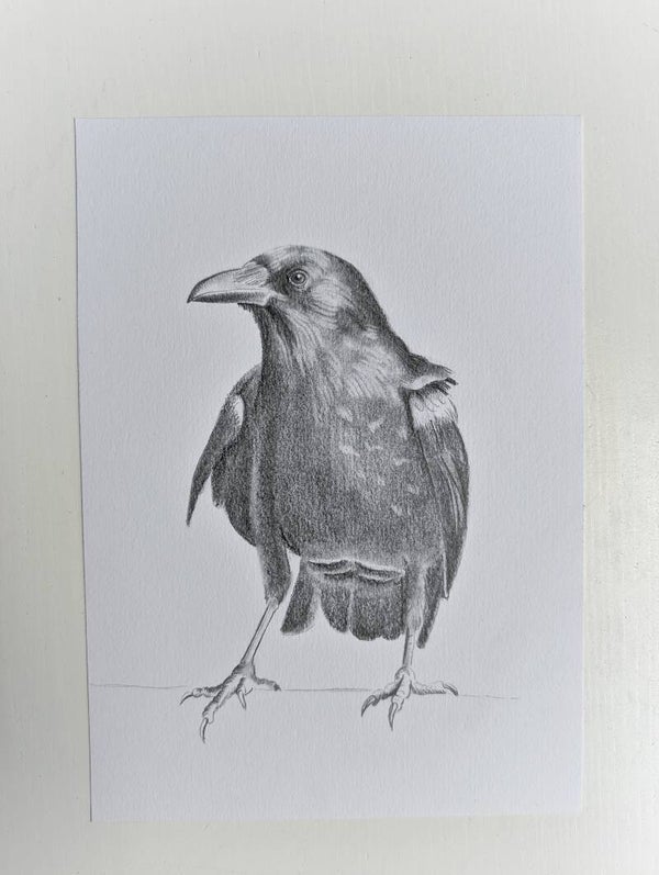 Kraai in grafiet