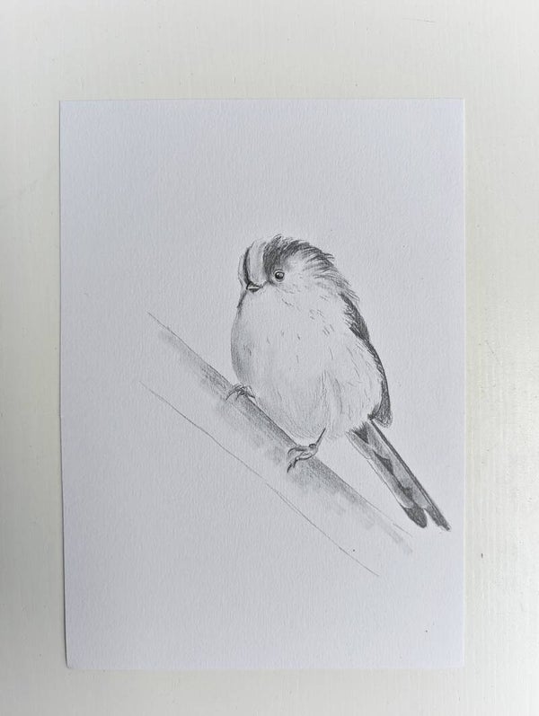 Staartmees in grafiet