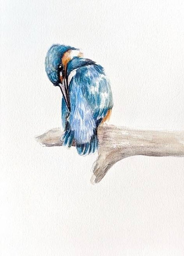 Poetsens ijsvogeltje