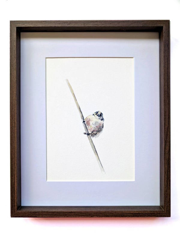 Ingelijste aquarel van een staartmees