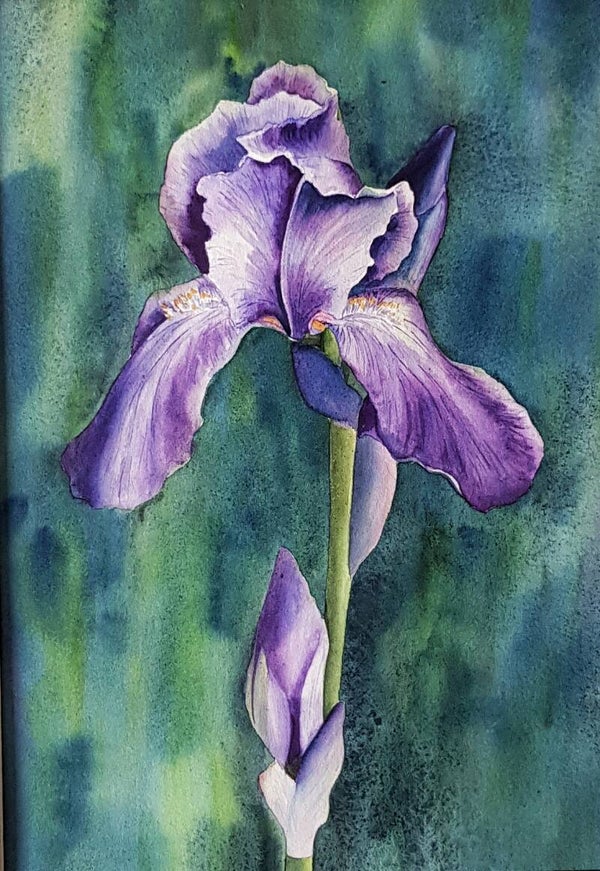 Iris