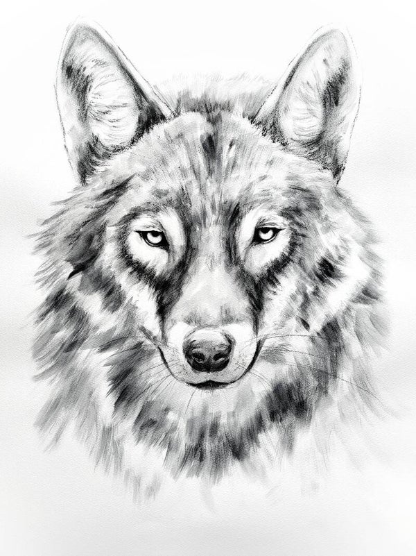 Stare down - portret van wolf in houtskool