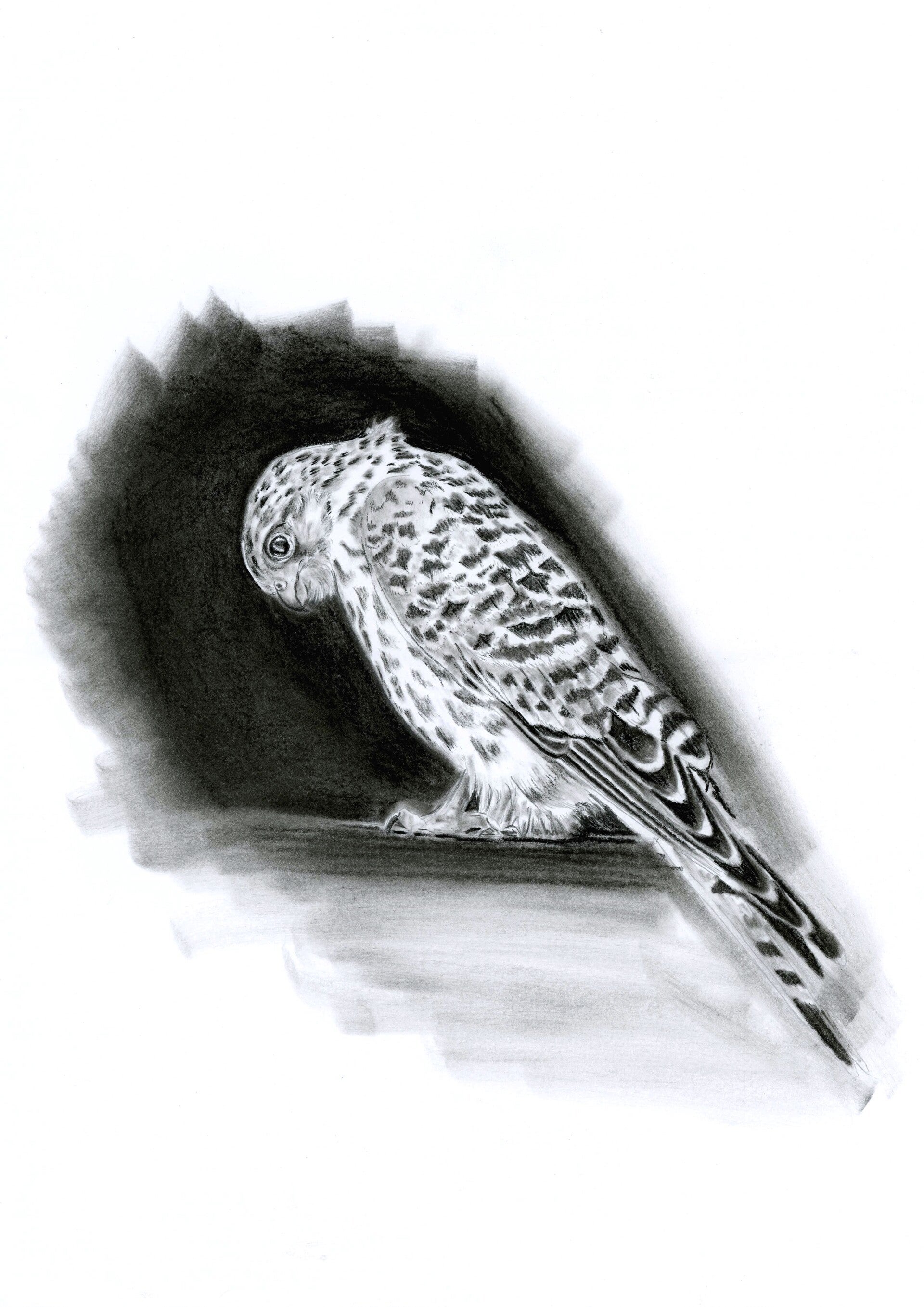 Hyperfocus - valkje in houtskool