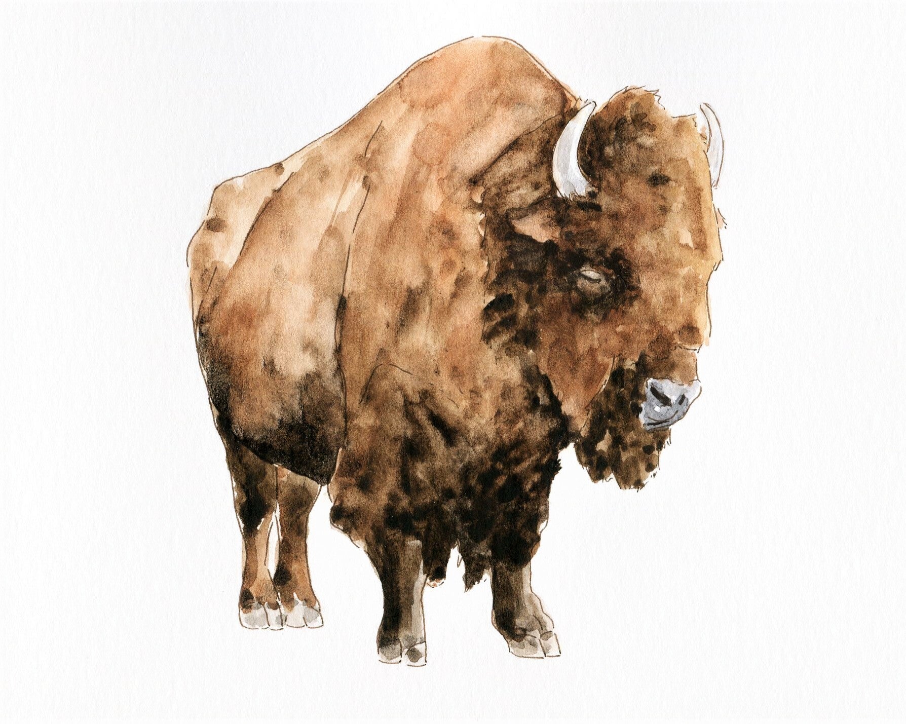 Bizon