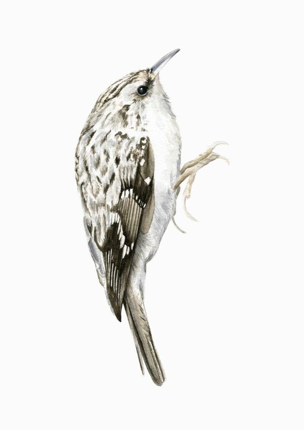 Boomkruiper - tuinvogelproject