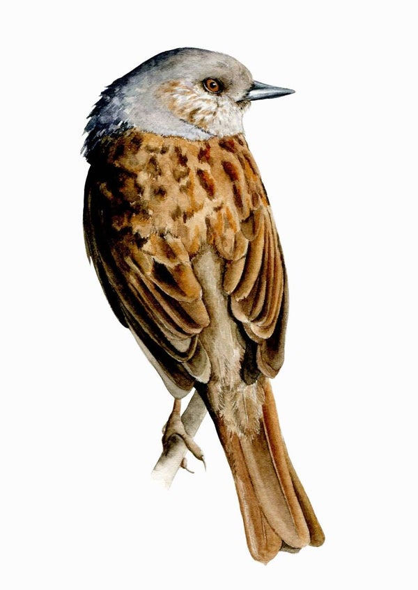 Heggenmus  - tuinvogelproject