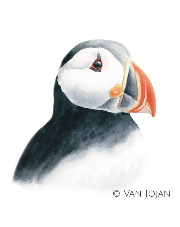 Portret papegaaiduikertje - serie "De Zee"