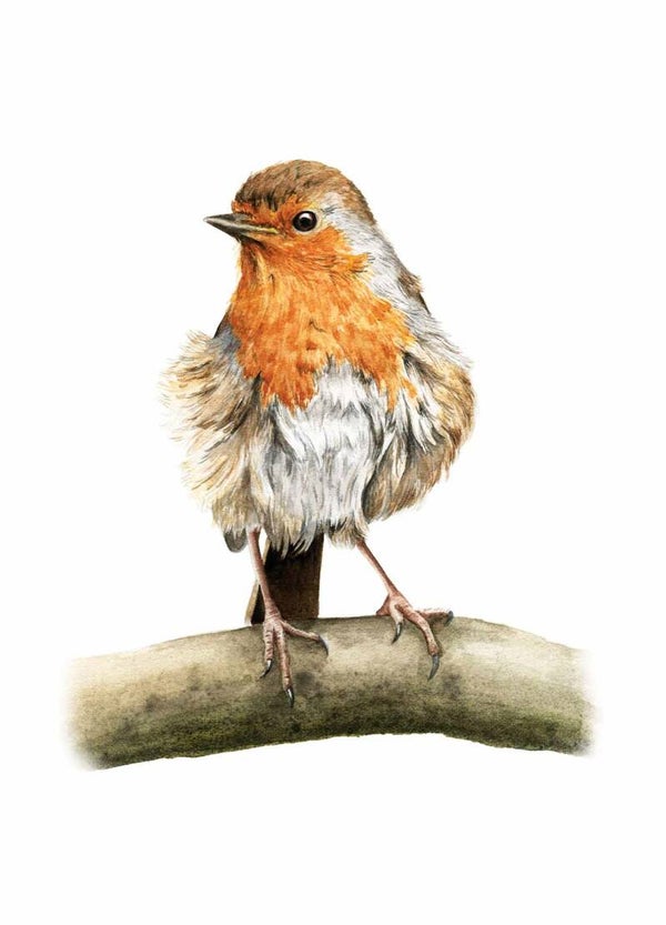 "Nat roodborstje"