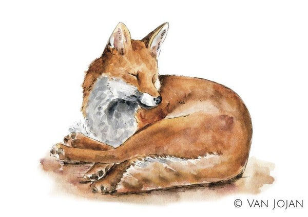 Slaperig vosje - serie kleurstudies herfst