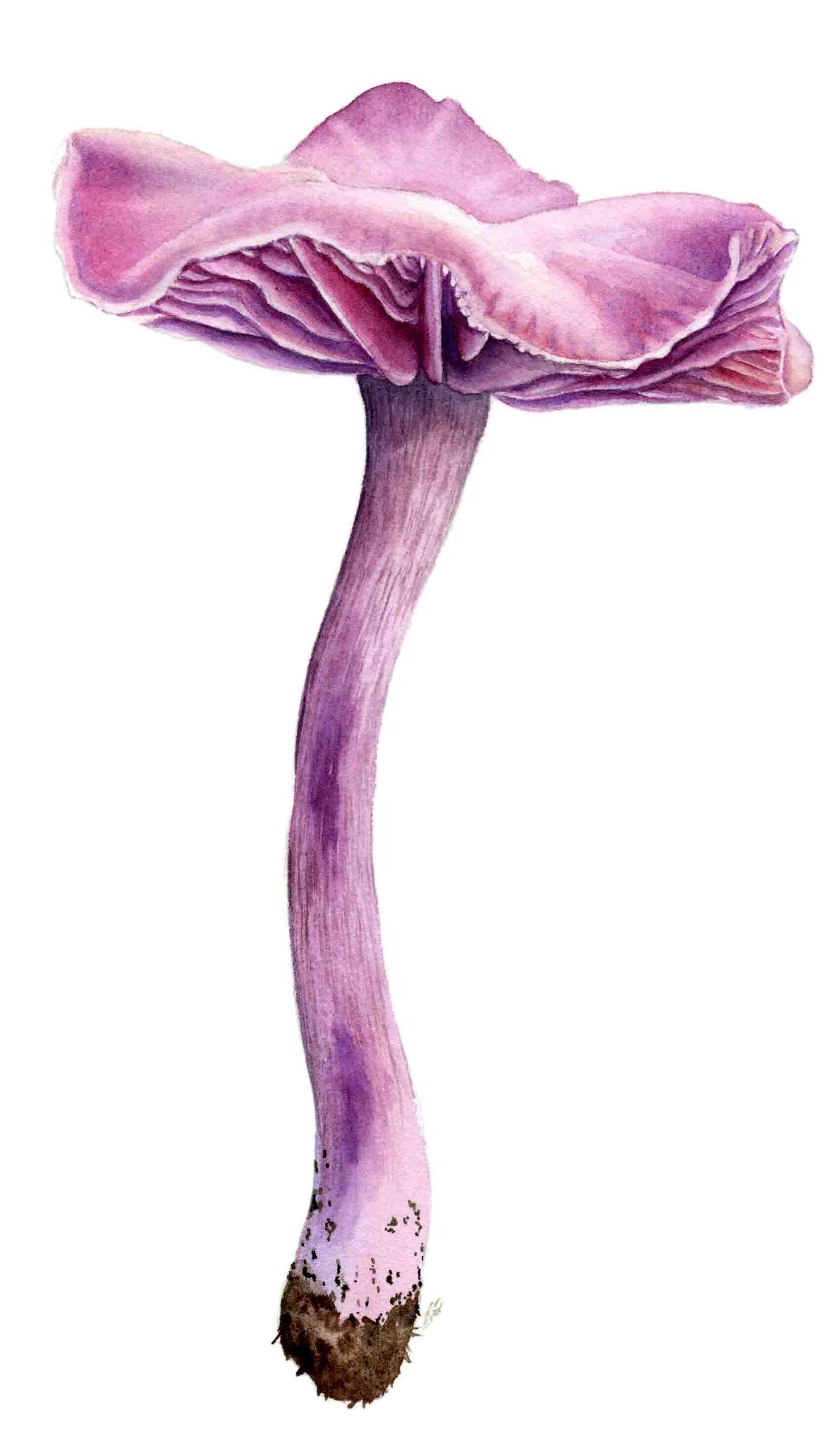 Paddenstoel - Amethistzwam