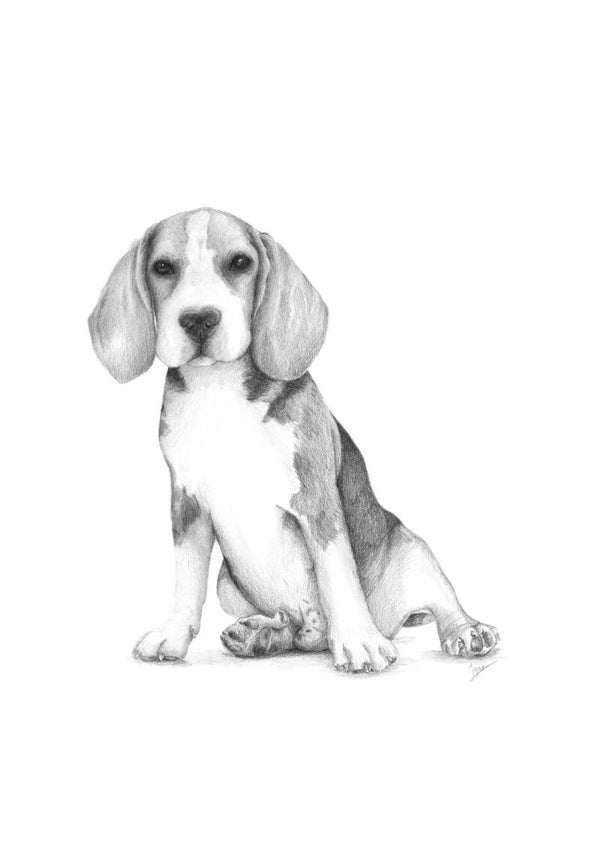 Slaperig snoetje - beagle in grafiet