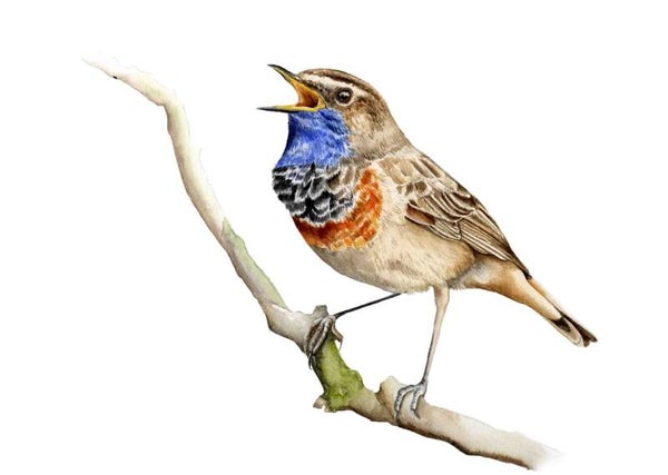Blauwborst