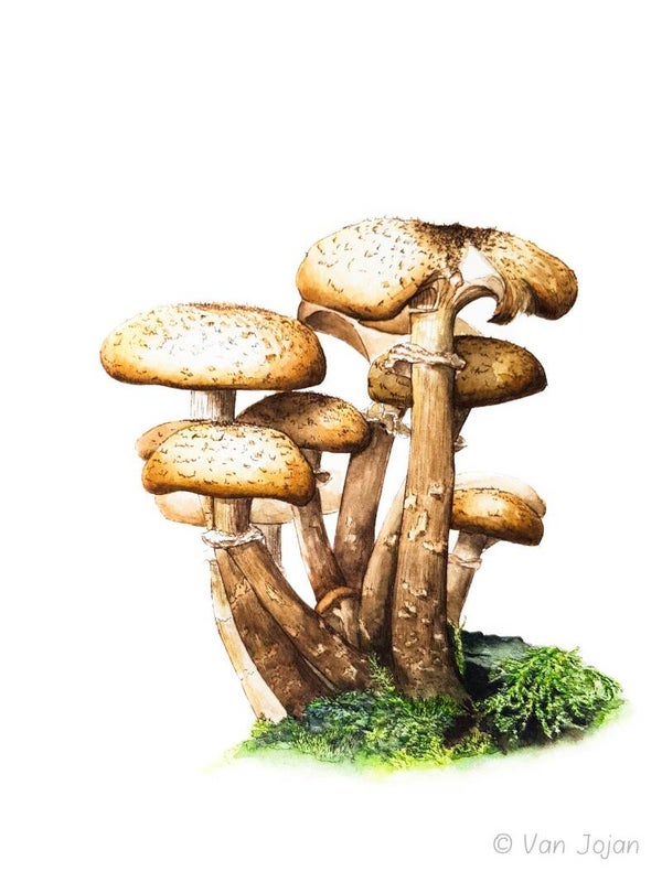 "Paddestoelen in het bos"
