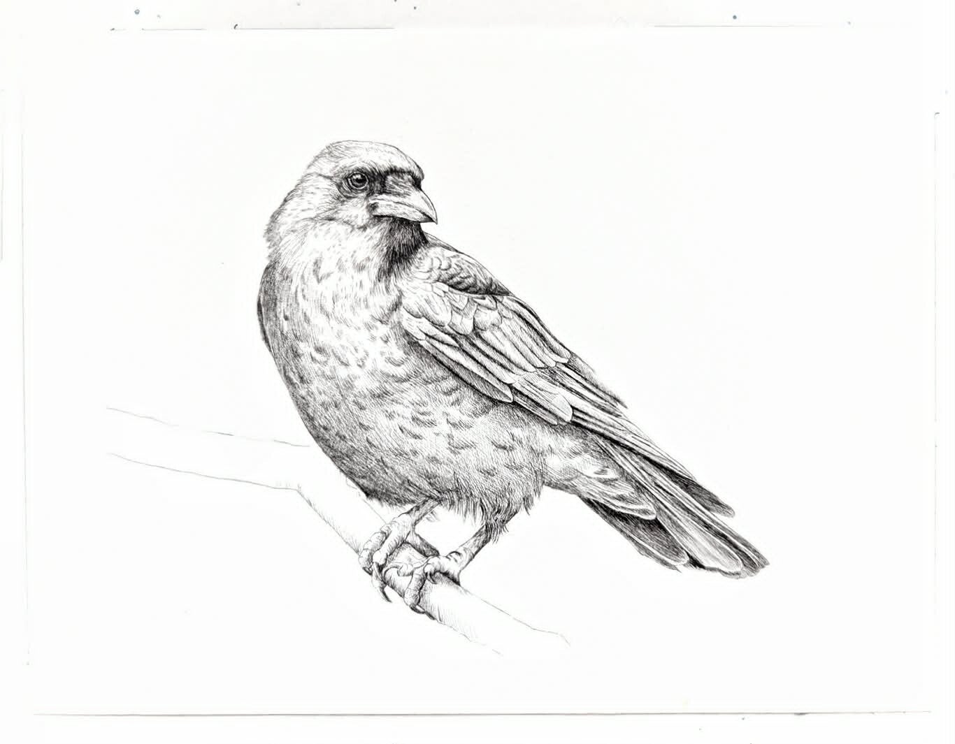 Pentekening van een kraai