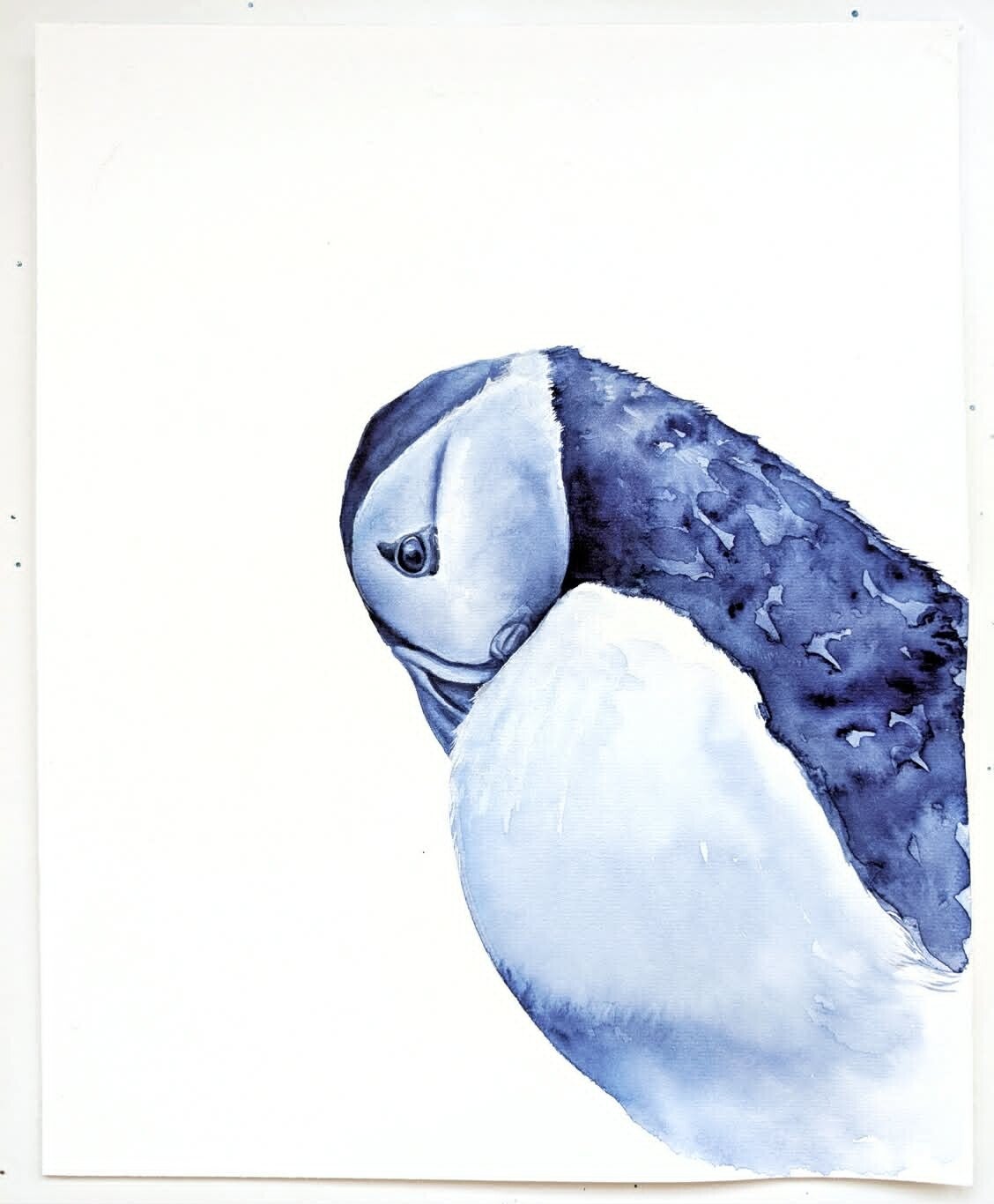 Blue - papegaaiduiker