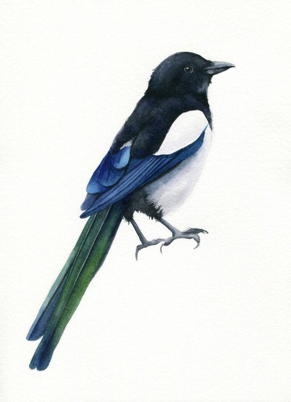 Ekster 2 - tuinvogelproject