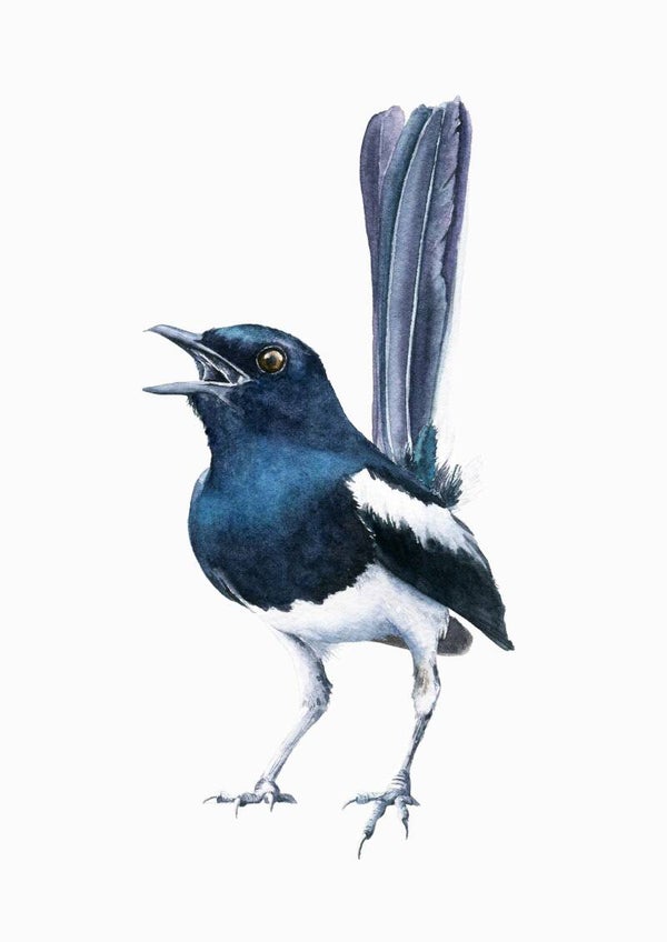 Ekster - tuinvogelproject