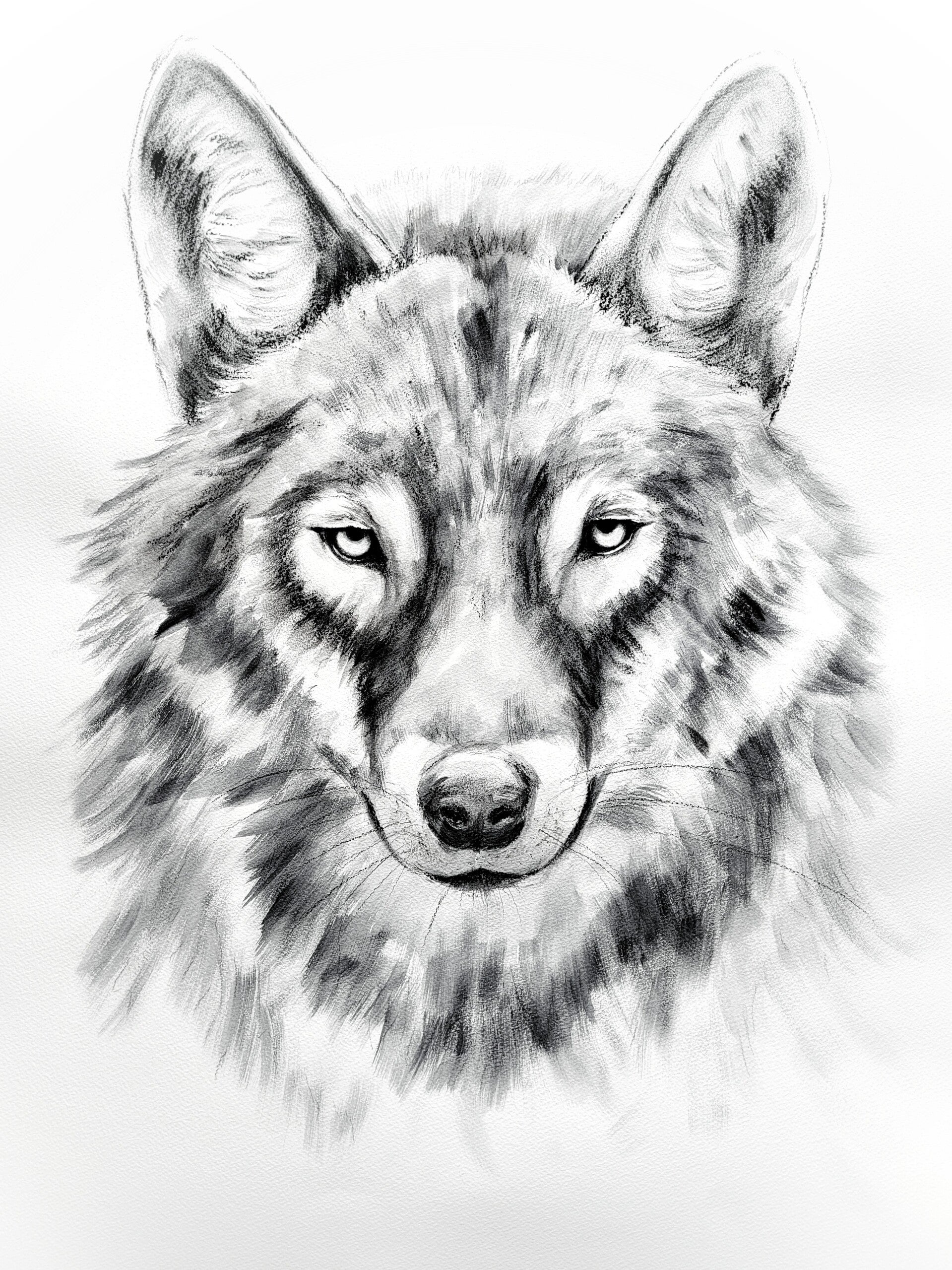 Stare down - portret van wolf in houtskool