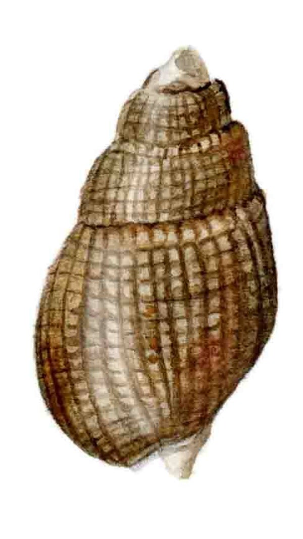 Strandschatten - Fuikhoren