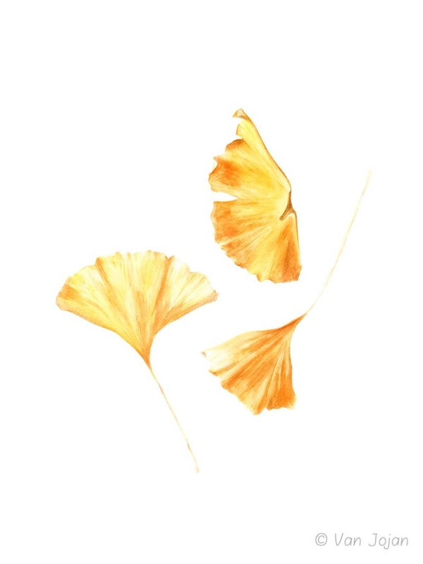 "Compositie van ginkgo bladeren"