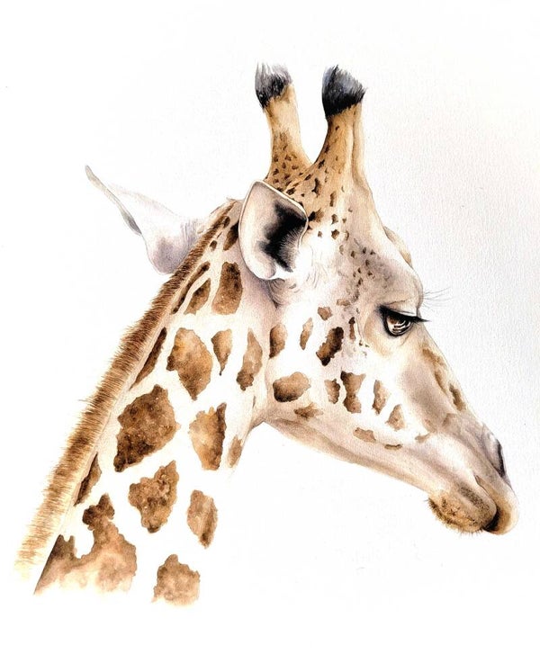 Zie je mij? Portret van een giraf