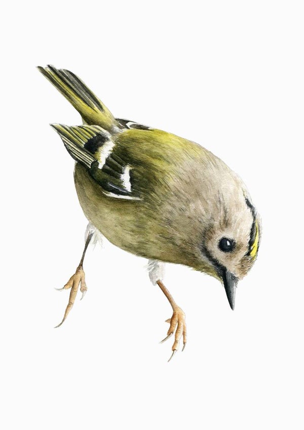 Goudhaantje - tuinvogelproject