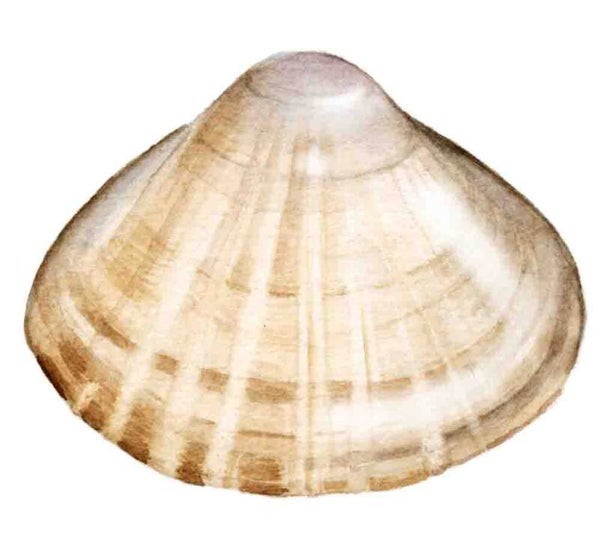 Strandschatten - Grote strandschelp