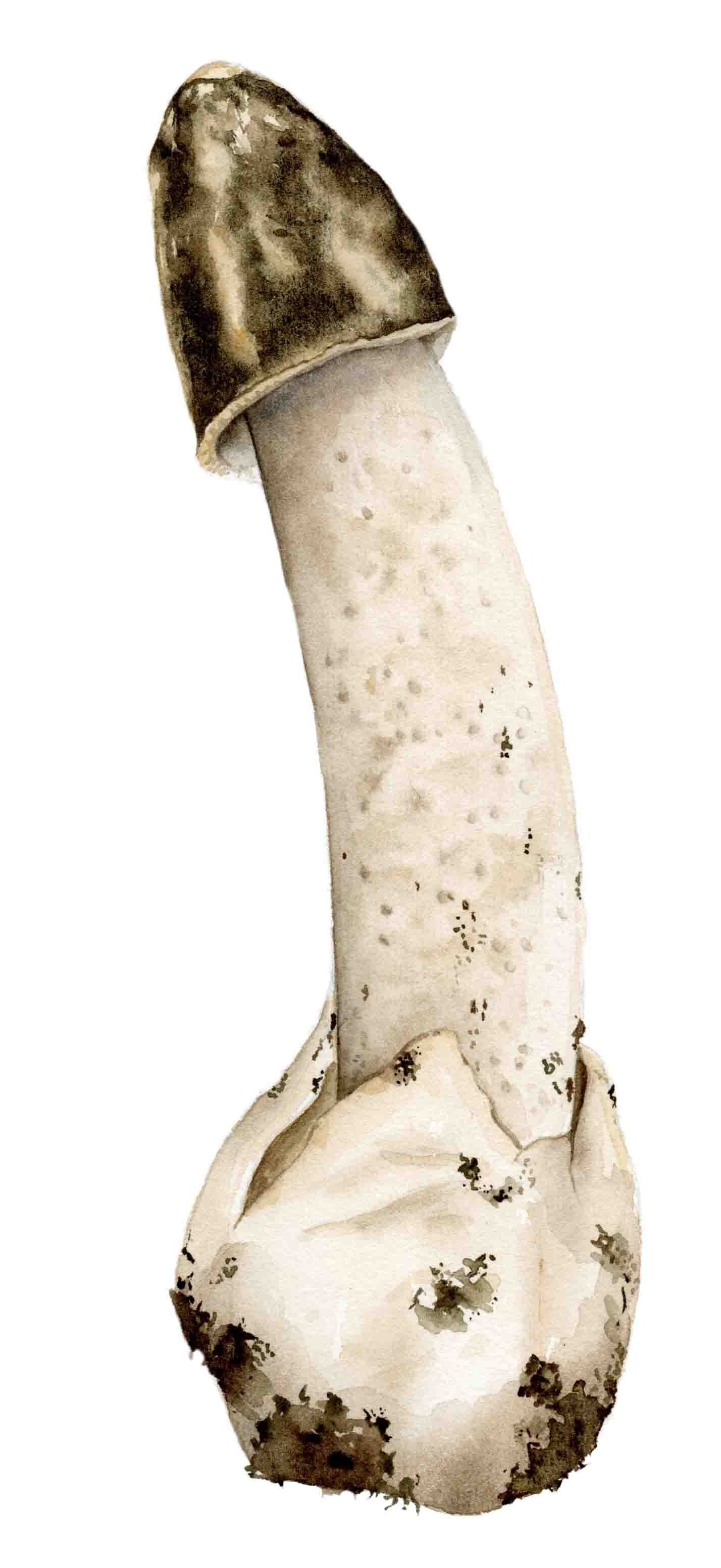 Paddenstoel - Grote stinkzwam