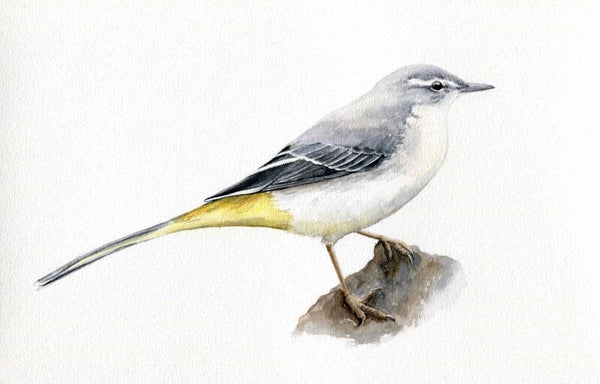 Grote Gele Kwikstaart 2