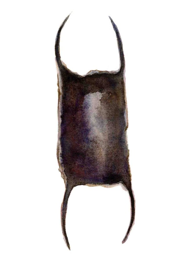 Strandschatten - haaienei