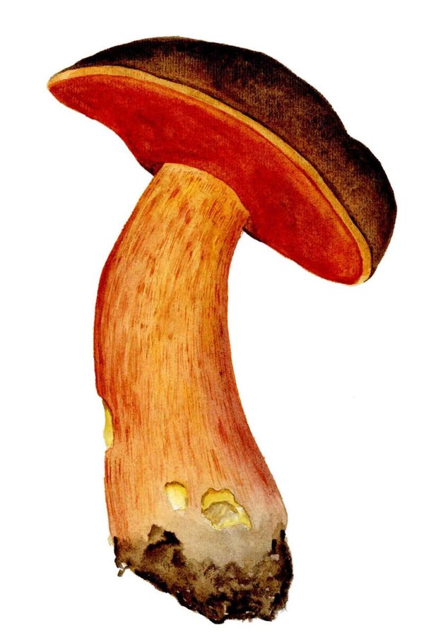 Paddenstoel - Heksenboleet