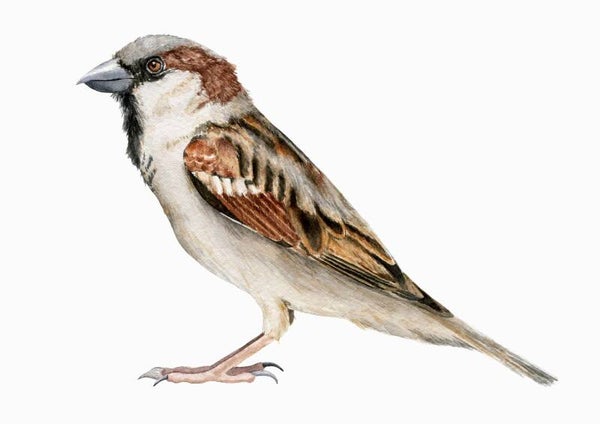 Huismus - tuinvogelproject