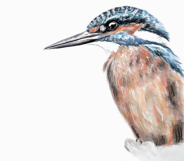 IJsvogel in houtskool en krijt