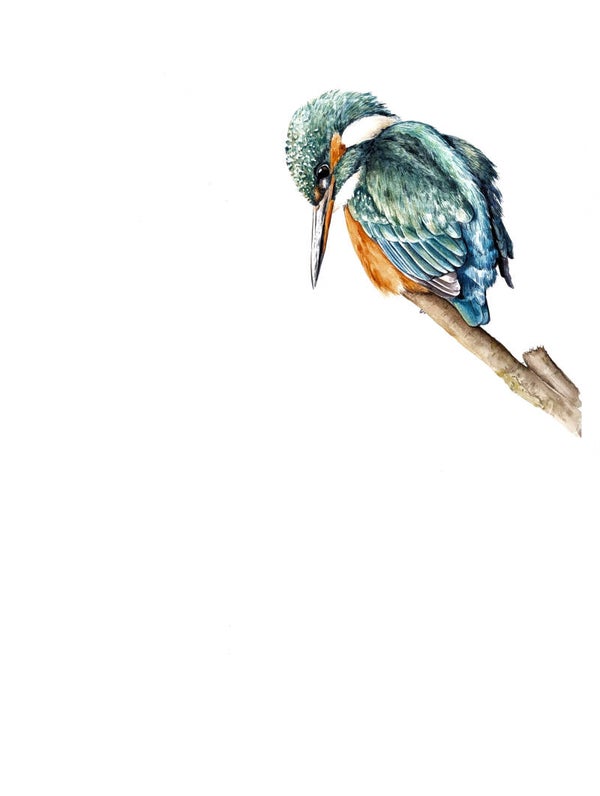 IJsvogel op tak