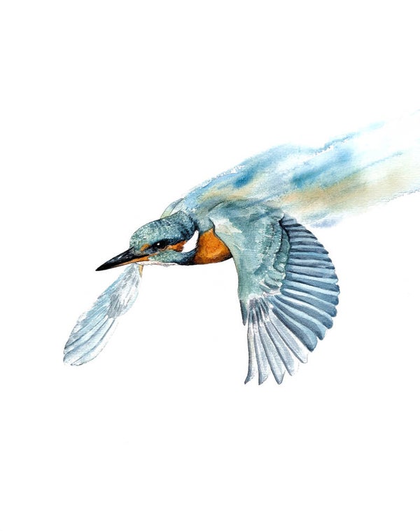 In een flits - ijsvogel in aquarel