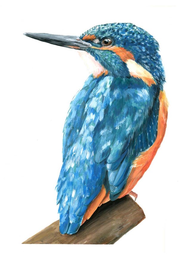 Blauwe impressie - ijsvogel in gouache