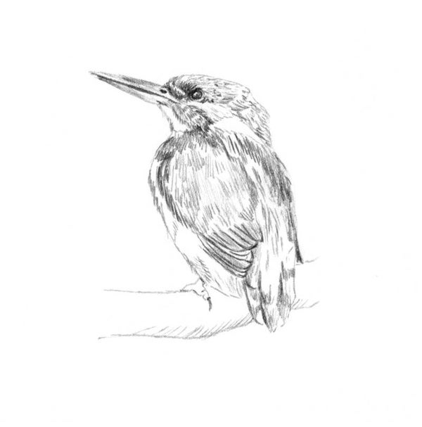 IJsvogeltje in potlood