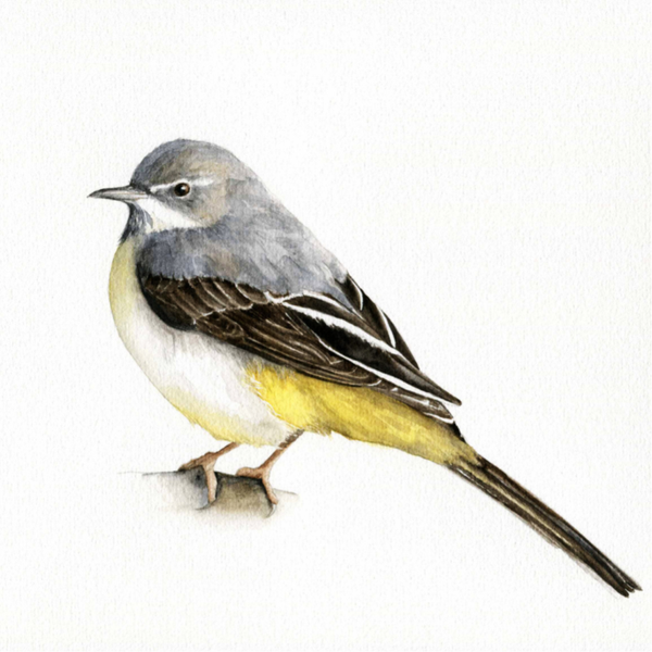 Grote gele kwikstaart