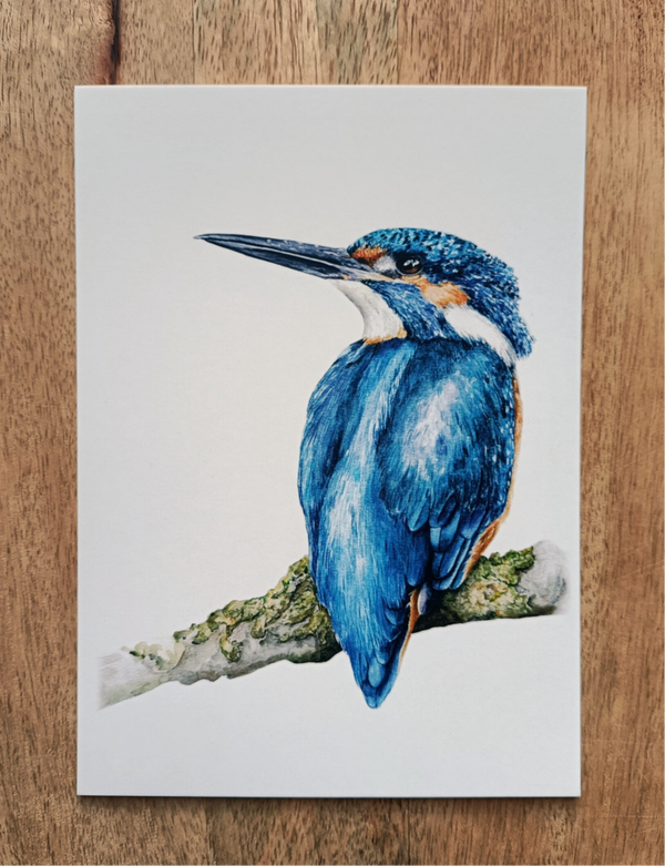 Kaart "Blauwe Flits" (ijsvogel)