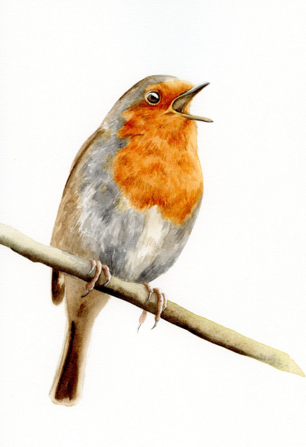 Zingend roodborstje