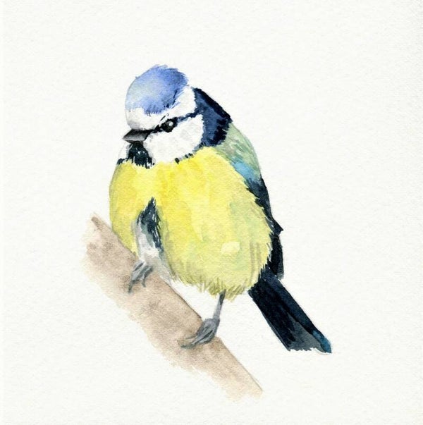 Pimpelmeesje - vogeltjesserie